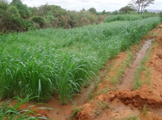 Fodder production site at Sala using earth canal