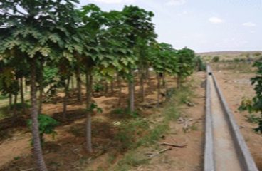 Kalmalab irrigation project 1